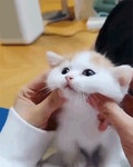 아기고양이 gif