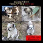 제주도에서 시츄 봉삼이를 찾습니다 - 인스티즈(instiz) 이슈 카테고리