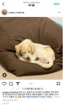 동물병원 관리 소홀로 실종되었던 강아지 랑랑이 소식 - 인스티즈(instiz) 이슈 카테고리
