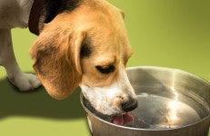 강아지 키워 본 사람은 덤덤하고, 안 키워 본 사람은 놀라는 사실 (수정) - 인스티즈(instiz) 이슈 카테고리 강아지 키워 본 사람은 덤덤하고, 안... 