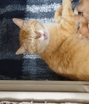 [매탈남] 한배에서 태어났지만 제각각 다른 성격의 누리네 냥이들... 카테고리 [매탈남] 한배에서 태어났지만 제각각 다른 성격의 누리네 냥이들