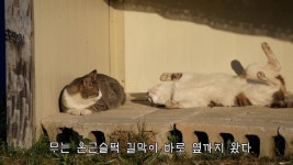 [hahaha] 양어장 냥이들에게는 늘 다정한 무...gif - 인스티즈(instiz) 이슈 카테고리 [hahaha] 양어장 냥이들에게는 늘 다정한 무...gif