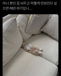 트위터 동물농장와서 힐링하세요.twt - 인스티즈(instiz) 이슈 카테고리