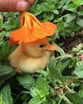 새끼오리에게 꽃을 씌웠더니 - 인스티즈(instiz) 이슈 카테고리