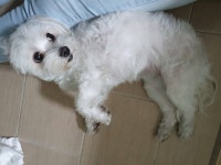 딱하루 함께한 길잃은강아지 못잊고 지독한 추억팔이 하는썰 - 인스티즈(instiz) 이슈 카테고리 딱하루 함께한 길잃은강아지 못잊고 지독한... 