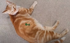 [매탈남] 몸집 1등-먹성 1등인데, 엄청 좁은 곳을 좋아하는 무니.jpg - 인스티즈(instiz) 이슈 카테고리