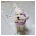 저희 언니가 강아지 요미 옷을 떠주겠다고 하더라구요 - 인스티즈(instiz) 이슈 카테고리
