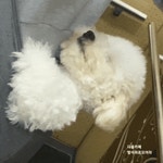 애견카페에서 6시간 놀고 기절한 댕댕.gif - 인스티즈(instiz) 이슈 카테고리