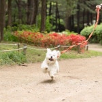 댕신난 재롱이 .jpg - 인스티즈(instiz) 이슈 카테고리