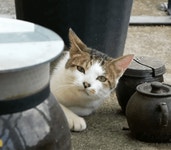 [hahaha] 무 다듬기.gif - 인스티즈(instiz) 이슈 카테고리 [hahaha] 무 다듬기.gif