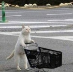 힙한 동물짤 100개 - 인스티즈(instiz) 이슈 카테고리 힙한 동물짤 100개