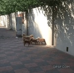 개구멍으로 들어가는 댕댕이들.gif - 인스티즈(instiz) 이슈 카테고리 개구멍으로 들어가는 댕댕이들.gif