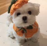 사과때문에 눈에 광기가 도는 재롱이ㅋㅋㅋㅋㅋㅋ.gif - 인스티즈(instiz) 이슈 카테고리 사과때문에 눈에 광기가 도는 재롱이ㅋㅋㅋㅋㅋㅋ.gif