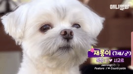 주관적 말티즈 3대장 - 인스티즈(instiz) 이슈 카테고리