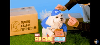주관적 말티즈 3대장 - 인스티즈(instiz) 이슈 카테고리