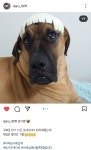 식용견으로 철장에 갇혀 지냈던 도사견 다루 근황 - 인스티즈(instiz) 이슈 카테고리 식용견으로 철장에 갇혀 지냈던 도사견 다루 근황