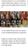 맥도날드 다이어트 레전드 - 인스티즈(instiz) 이슈 카테고리 맥도날드 다이어트 레전드