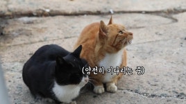 쯔양 회 먹방 중 잠깐 나가자 한 점 훔쳐 먹는 고양이 - 인스티즈(instiz) 이슈 카테고리