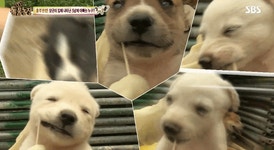 유전자 검사하는 강아지들.gif - 인스티즈(instiz) 이슈 카테고리 유전자 검사하는 강아지들.gif