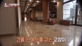 [동물농장] 청와대 춘추관에서 살던 고양이 흑임자 - 인스티즈(instiz) 이슈 카테고리 [동물농장] 청와대 춘추관에서 살던 고양이 흑임자