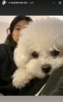 펫샵 소비한 공인들 모음 - 인스티즈(instiz) 이슈 카테고리 펫샵 소비한 공인들 모음