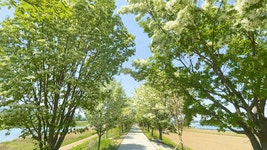 다음주가 절정인 사람들이 잘 모르는 진천 숨은 명소 이팝나무 길... 카테고리 다음주가 절정인 사람들이 잘 모르는 진천 숨은 명소 이팝나무 길