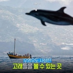 우영우도 사랑한 고래들을 볼 수 있는 곳.jpg - 인스티즈(instiz) 이슈 카테고리