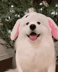 세상 순한 사모예드 짤 모음.gif - 인스티즈(instiz) 이슈 카테고리 세상 순한 사모예드 짤 모음.gif