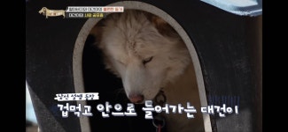 [세나개] 주인 할아버지를 무서워하는 들개 출신 대건이 - 인스티즈(instiz) 이슈 카테고리