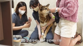 10살 진도댕댕 건강검진 함께하기 - 인스티즈(instiz) 이슈 카테고리 10살 진도댕댕 건강검진 함께하기