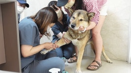 10살 진도댕댕 건강검진 함께하기 - 인스티즈(instiz) 이슈 카테고리 10살 진도댕댕 건강검진 함께하기