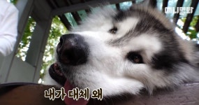 유튜브 댓글에 동네사람들 총출동 한 SBS동물농장에 출연한 댕댕이 코코.jpg - 인스티즈(instiz) 이슈 카테고리 유튜브 댓글에 동네사람들... 