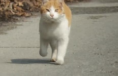 [hahaha] 뚱땅이 걸음걸이가 정말 특이하다는걸 한눈에 알아볼수있는 짤🐾 - 인스티즈(instiz) 이슈 카테고리 [hahaha] 뚱땅이 걸음걸이가... 