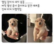옆집 강아지 새끼 낳음 - 인스티즈(instiz) 이슈 카테고리 옆집 강아지 새끼 낳음