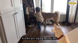 체리 자기가 숯이 주인이라고 생각하나봐 ㅋㅋㅋㅋ 병원 가는데 생이별인줄 알고 대성통곡ㅋㅋㅋㅋ - 인스티즈(instiz) 이슈 카테고리 체리... 