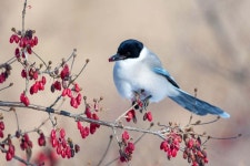 전세계가 충격받은 한반도의 놀라운 텃새들 - 인스티즈(instiz) 이슈 카테고리 전세계가 충격받은 한반도의 놀라운 텃새들