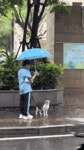 고양이에게 우산 씌워주는 아이 - 인스티즈(instiz) 이슈 카테고리 고양이에게 우산 씌워주는 아이