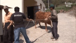 자신을 키워준 소가 팔려가자 슬퍼하는 댕댕이 .gif - 인스티즈(instiz) 이슈 카테고리 자신을 키워준 소가 팔려가자 슬퍼하는 댕댕이 .gif