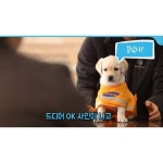 안내견 연습생들 증명사진 찍는 날 - 인스티즈(instiz) 이슈 카테고리 안내견 연습생들 증명사진 찍는 날