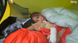 캠핑하는데 찾아온 고양이.gif - 인스티즈(instiz) 이슈 카테고리 캠핑하는데 찾아온 고양이.gif