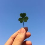 행운 무료 나눔 ➿ 🍀 (행복은 덤 . . ☘️) - 인스티즈(instiz) 이슈 카테고리