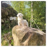 애견카페에 데려가니 용맹해진 댕댕이.Manhwa - 인스티즈(instiz) 이슈 카테고리 애견카페에 데려가니 용맹해진 댕댕이.Manhwa