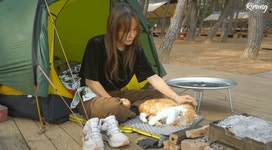 캠핑하는데 찾아온 고양이.gif - 인스티즈(instiz) 이슈 카테고리 캠핑하는데 찾아온 고양이.gif