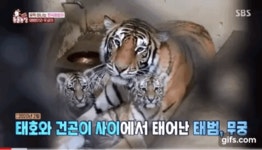 번식용으로 쓰고 필요없어지니 팽 당하는 에버랜드 호랑이 - 인스티즈(instiz) 이슈 카테고리