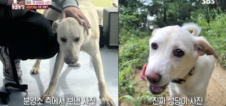 오늘 난리난 동물농장 개 100마리 암매장 사건 (충격주의).jpg - 인스티즈(instiz) 이슈 카테고리 오늘 난리난 동물농장 개 100마리... 