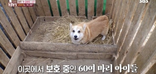 오늘 난리난 동물농장 개 100마리 암매장 사건 (충격주의).jpg - 인스티즈(instiz) 이슈 카테고리 오늘 난리난 동물농장 개 100마리... 