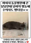 동물병원 온 고양이가 수의사 피해서 도망친 곳.gif - 인스티즈(instiz) 이슈 카테고리 동물병원 온 고양이가 수의사 피해서 도망친 곳.gif