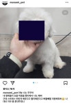 실시간 모나미펫샵 인스타 수정 - 인스티즈(instiz) 이슈 카테고리 실시간 모나미펫샵 인스타 수정