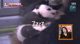 흰자로 말하는 아이바오와 손으로 표현하는 푸바오.gif - 인스티즈(instiz) 이슈 카테고리 흰자로 말하는 아이바오와 손으로 표현하는... 