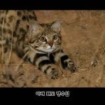 아프리카의 위험한 맹수 검은발 살쾡이 - 인스티즈(instiz) 오싹공포 카테고리